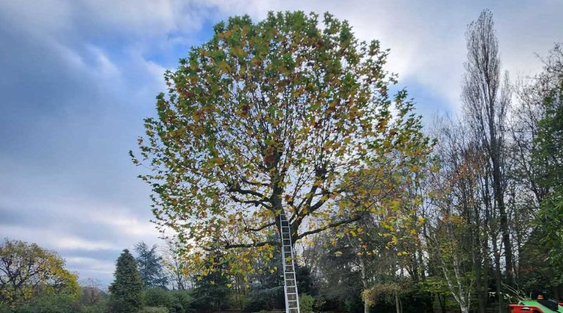 Ultimate Tree Care Guide